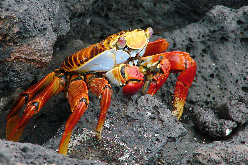 800px-Sally_lightfoot_crab.jpg