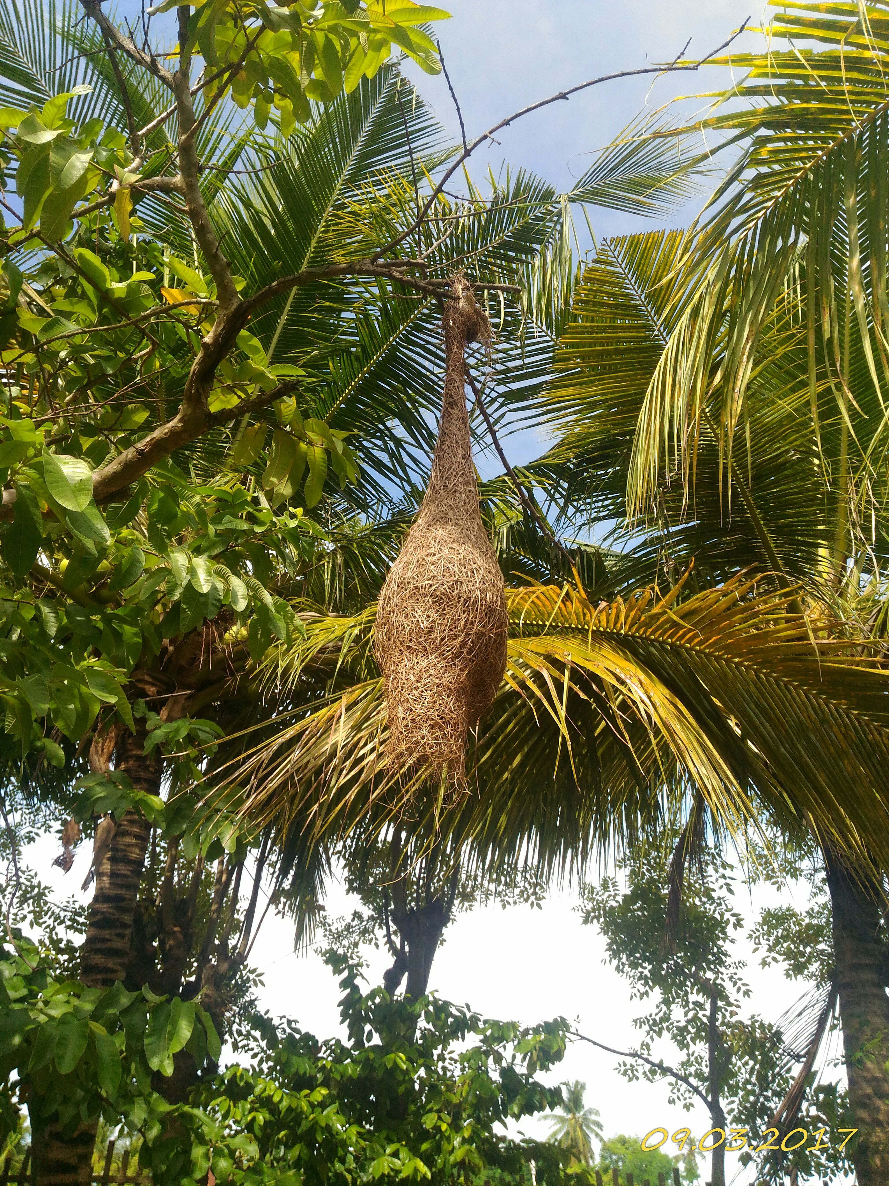 16++ Ciri burung manyar jantan betina terupdate