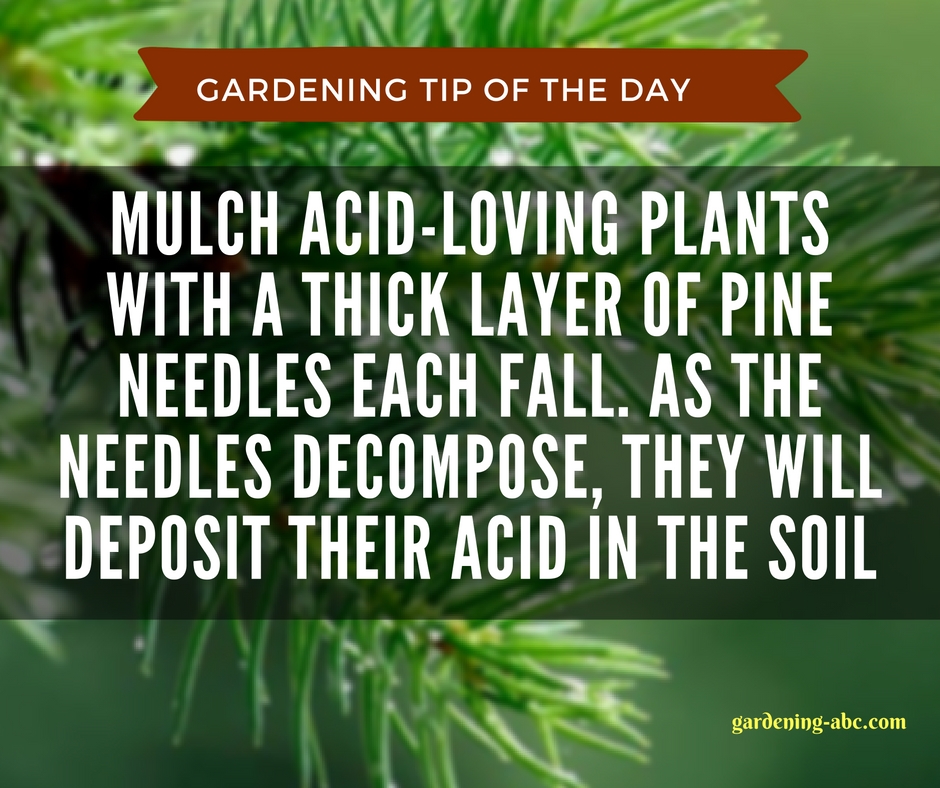 gardening tips 6.jpg