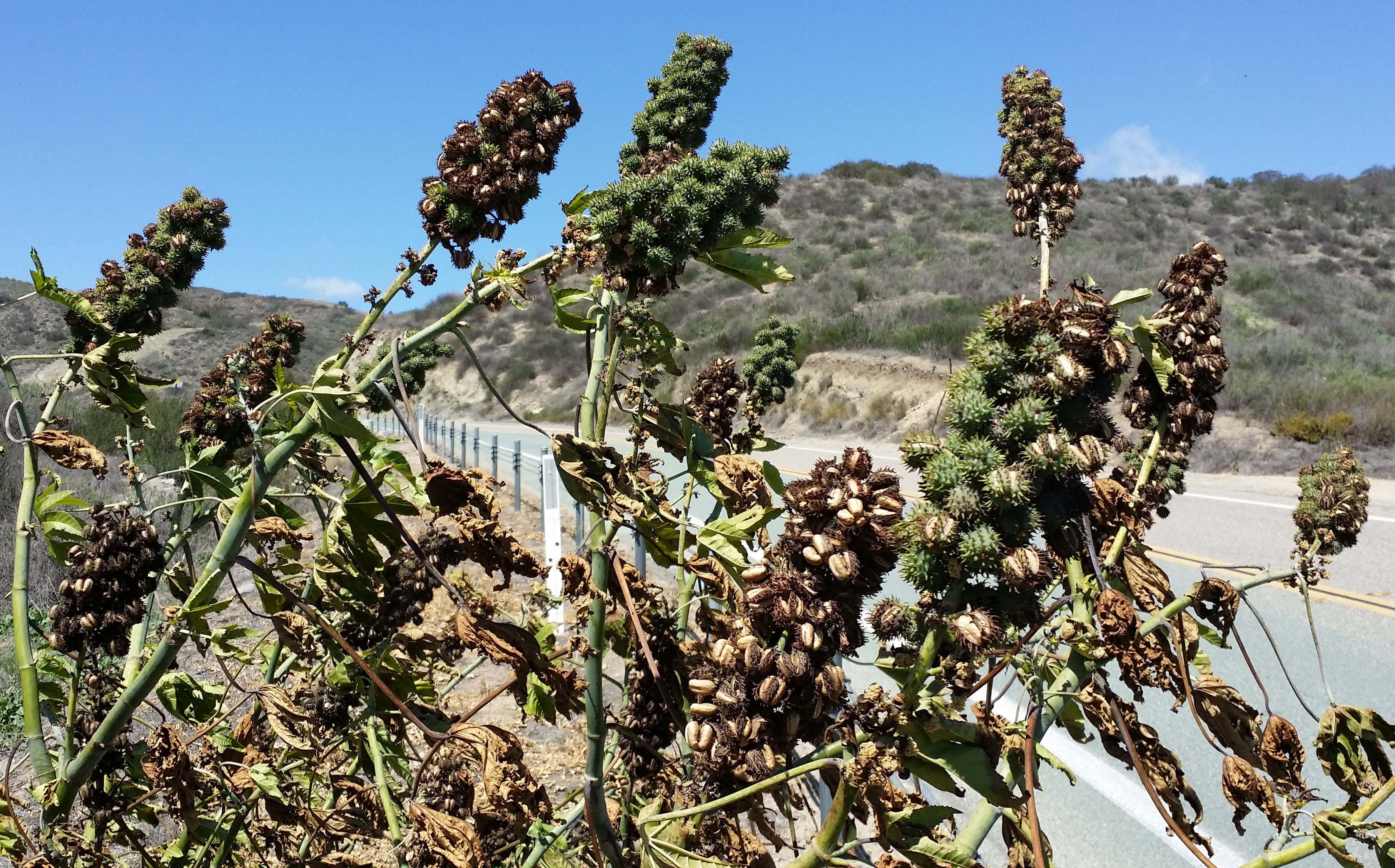 castor-beans-on-one-plant-along-deluz-road1.jpg