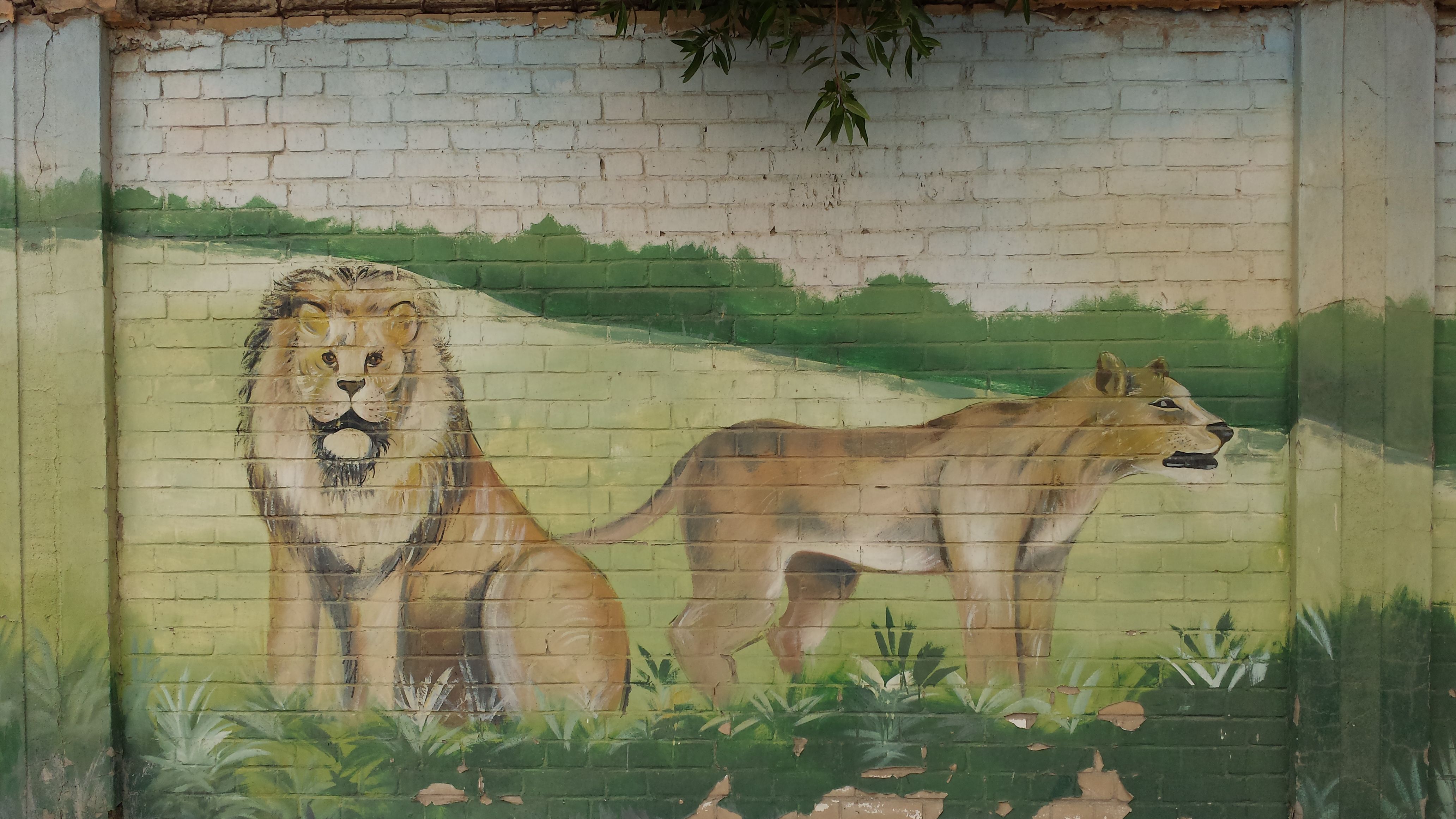 쿠웨이트 이야기] - Graffiti on a zoo fence - I — Steemit