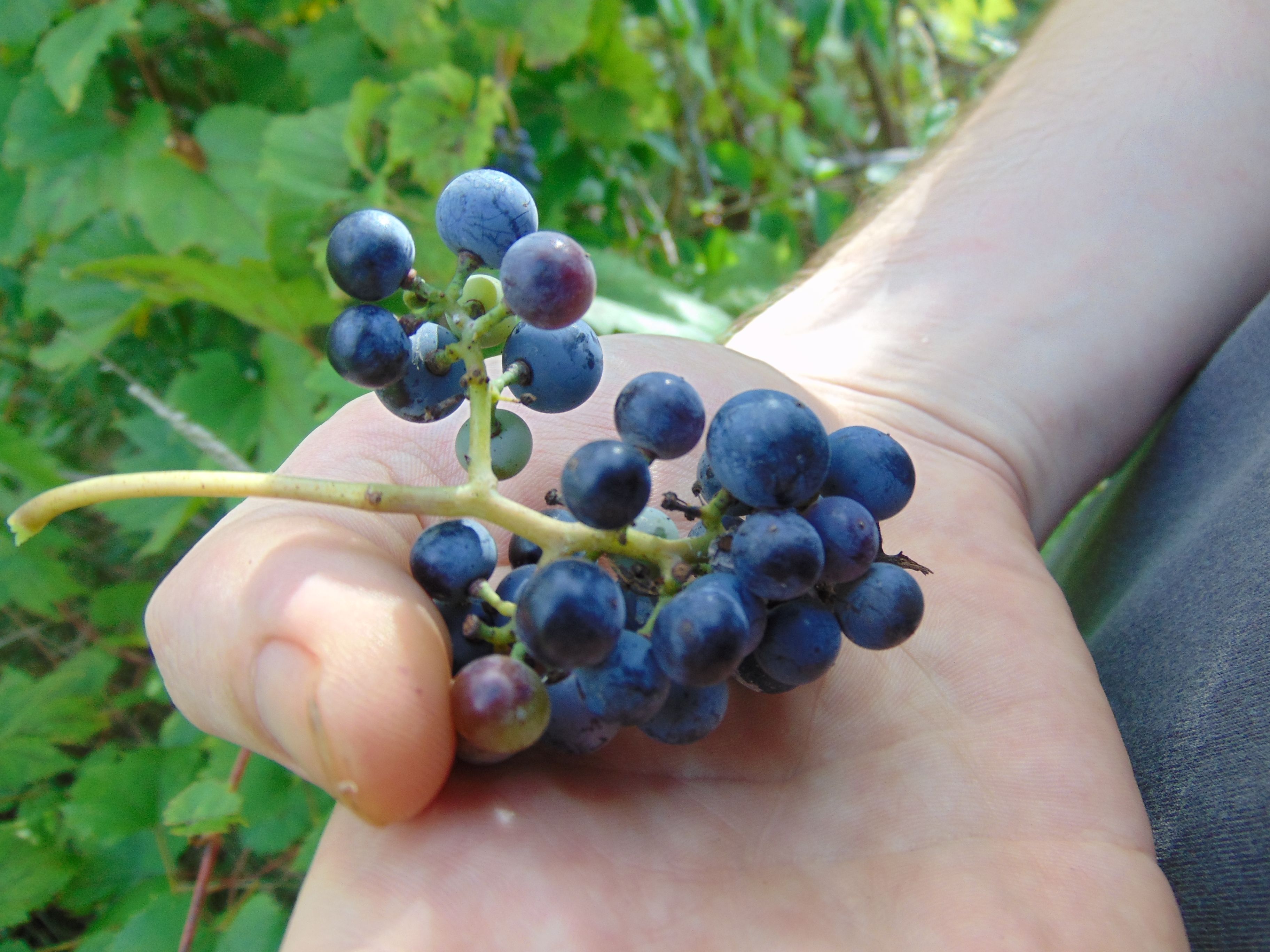 Are Wild Grapes Edible? Exploring The Fruit Of Wild Grape Vines Eat The ...