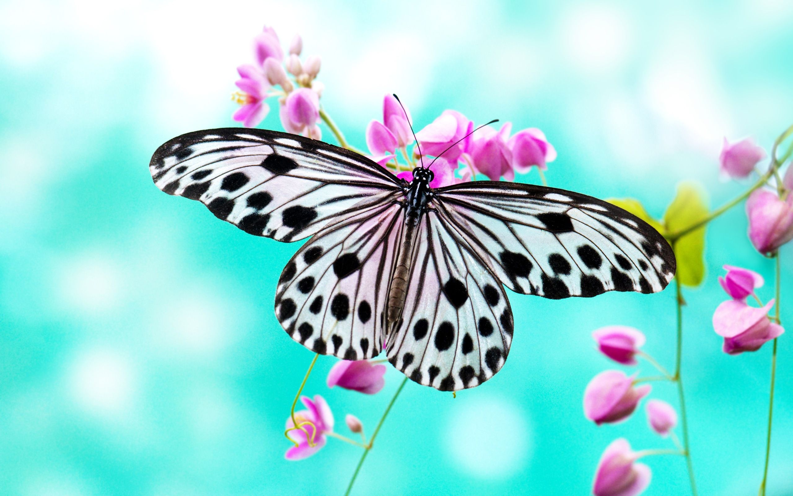 butterfly-wallpapers-picture-For-Desktop-Wallpaper.jpg