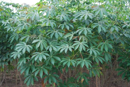 Cassava-farm-420x280.jpg