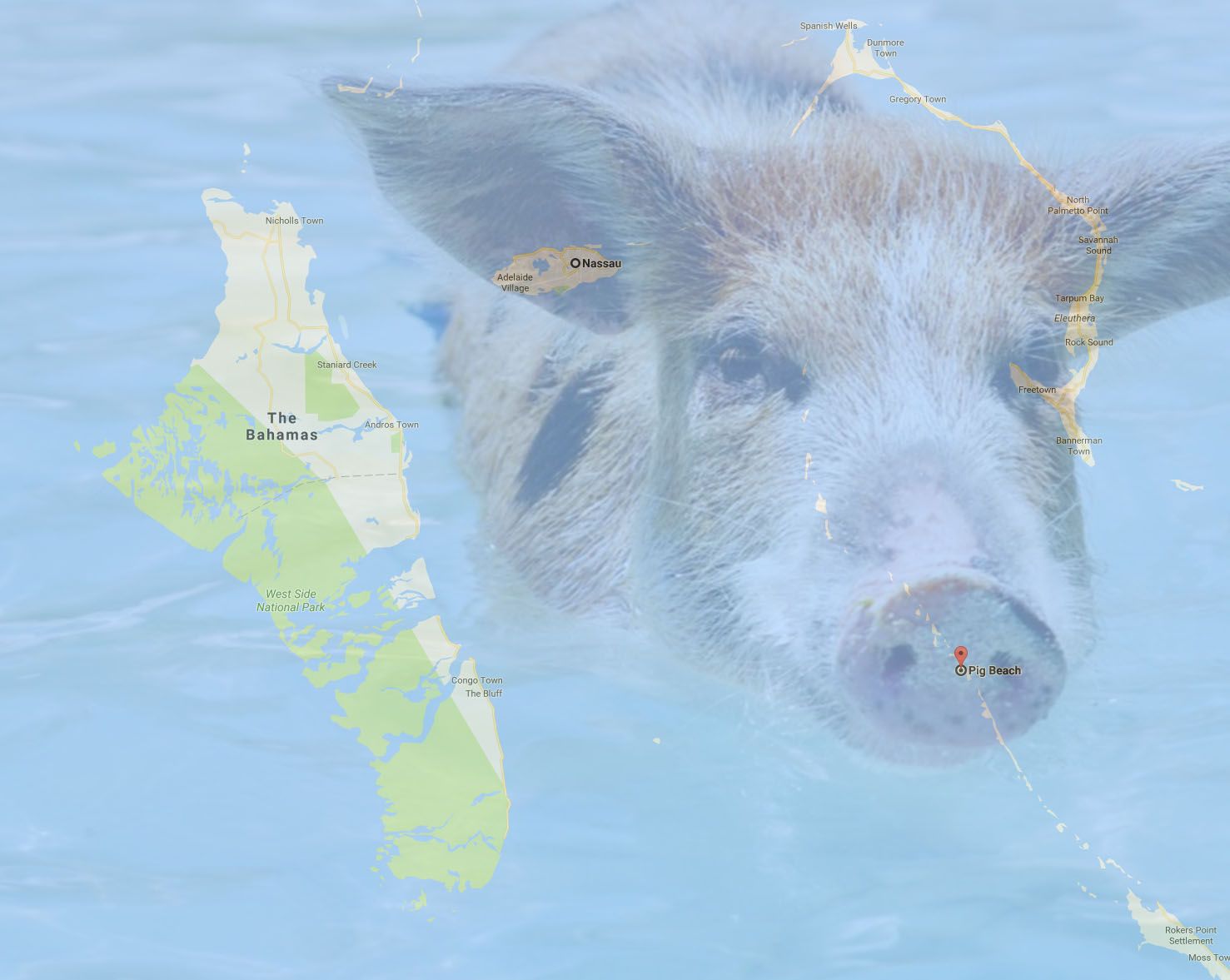 pigbeach.jpg