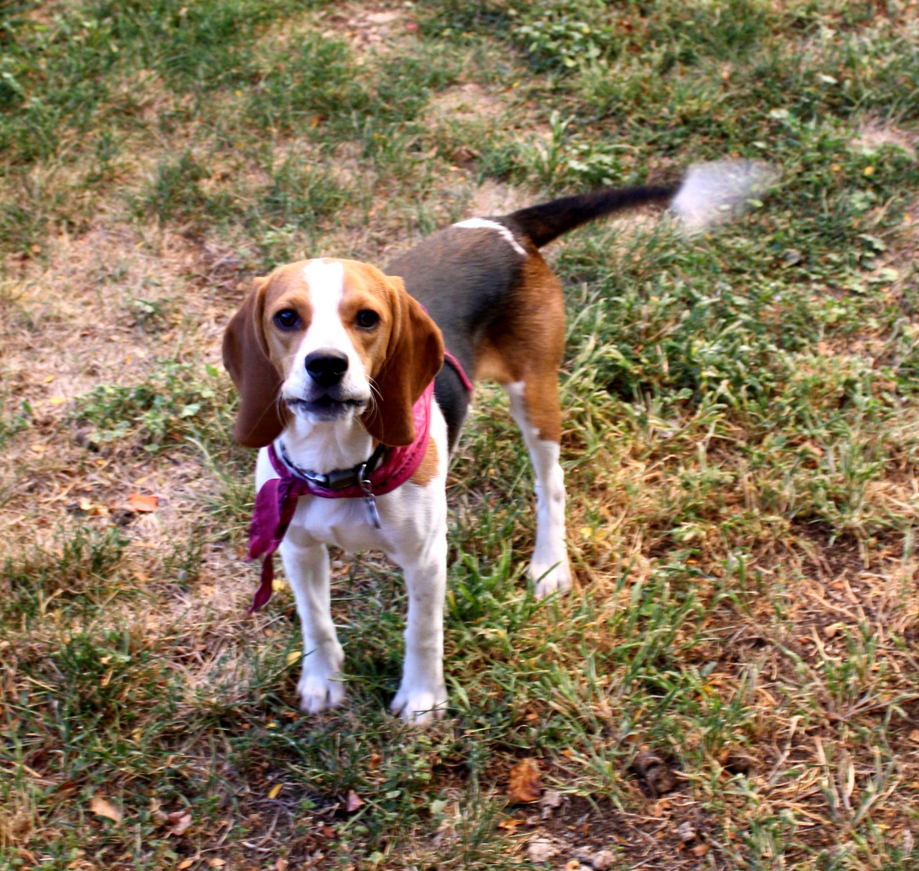 beagle_with_wagging_tail.jpg