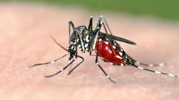 1d8eda82ee0a5743658ee4b1f7c28880-Chikungunya-translated.jpg