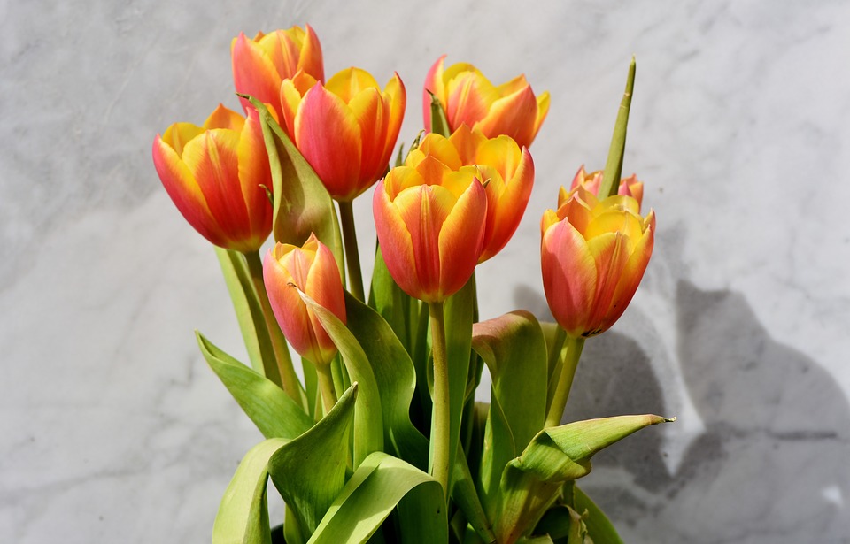 tulip-3287174_960_720.jpg