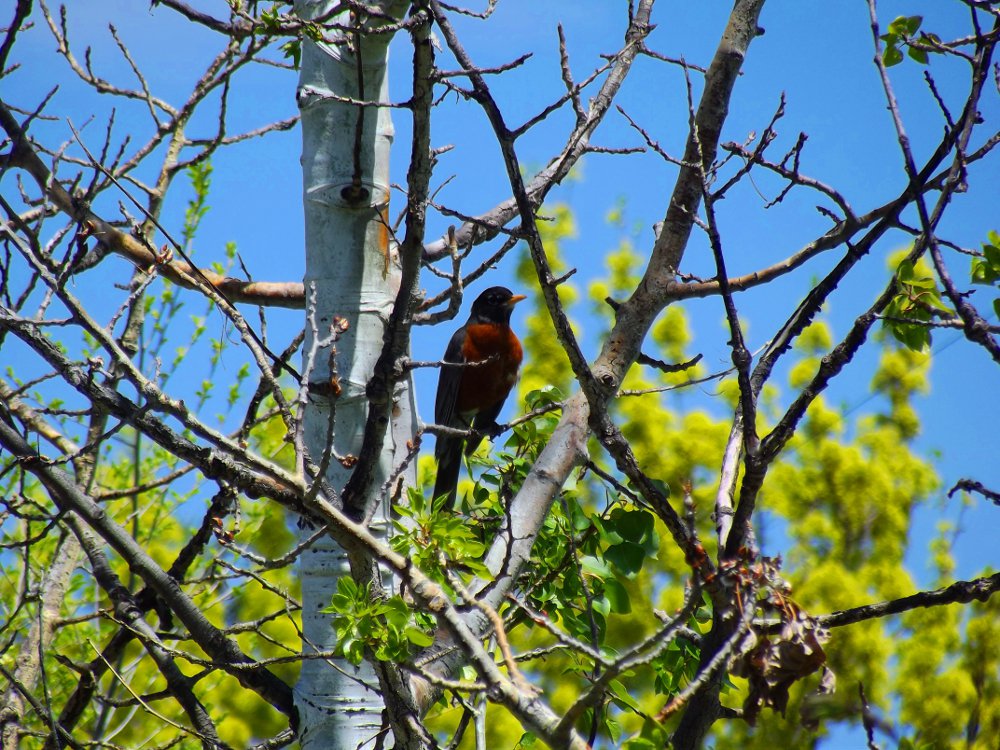 red robin, robin bird, jeronimo rubio, birds, photography, animalphotography, dailypetphotography (1).jpg