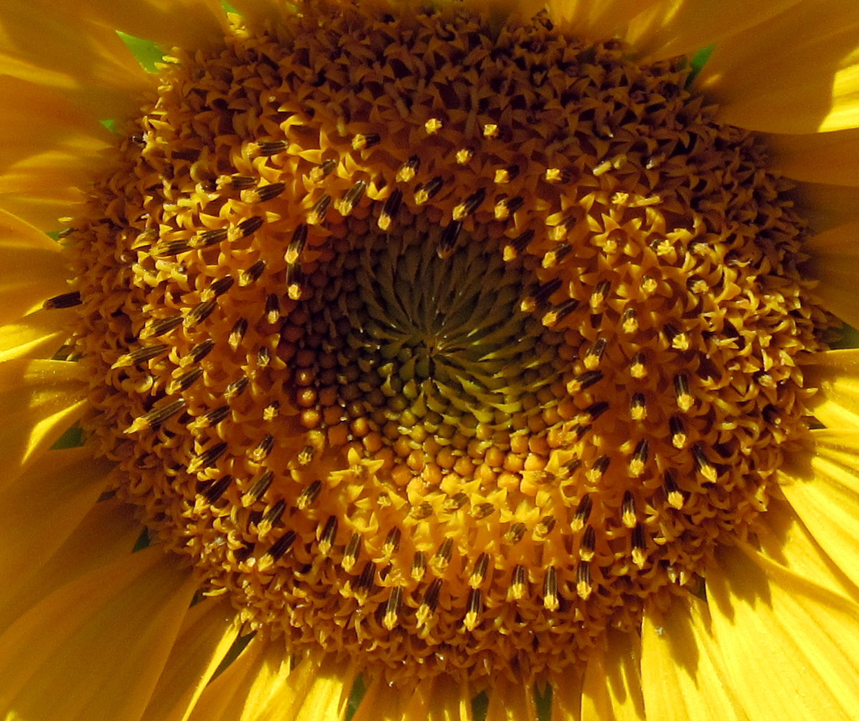sunflower06-30-2017cu.jpg