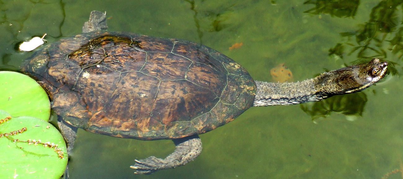 tortuga-cuello-de-serpiente-sudamericana.jpg