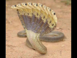 10 headed snake real