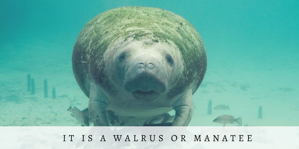 Green and Yellow Photo Quotes Fall Twitter Post (27).png