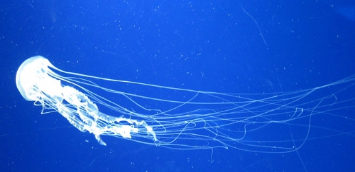 sea-nettle.jpg