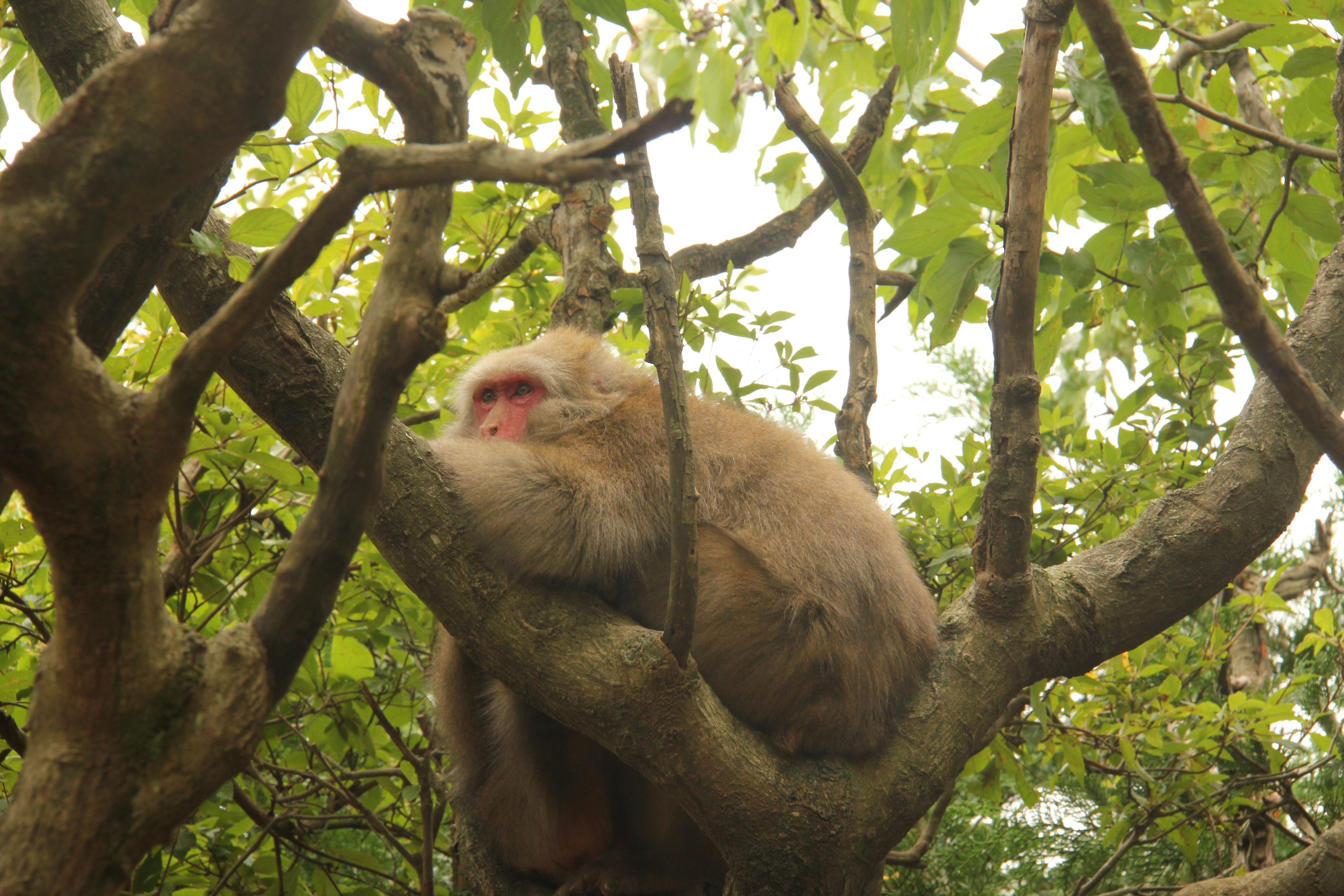 macaquesintree