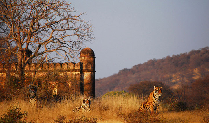 sujan-wildlife-india-img8.jpg