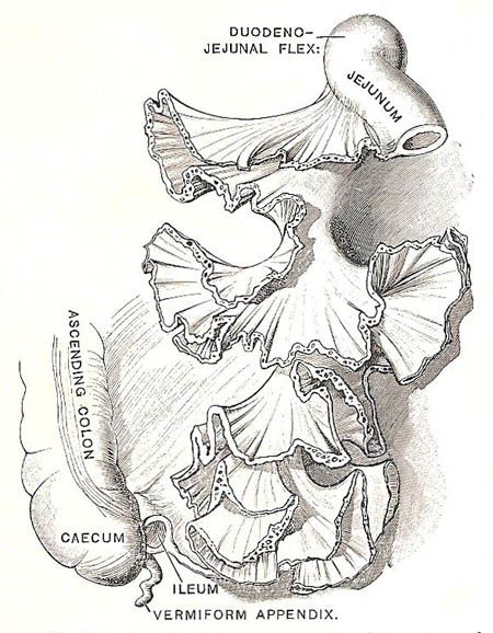 mesentery (1).jpg