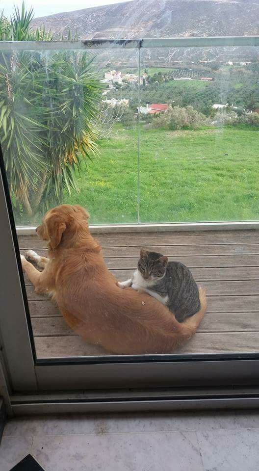 animal.jpg