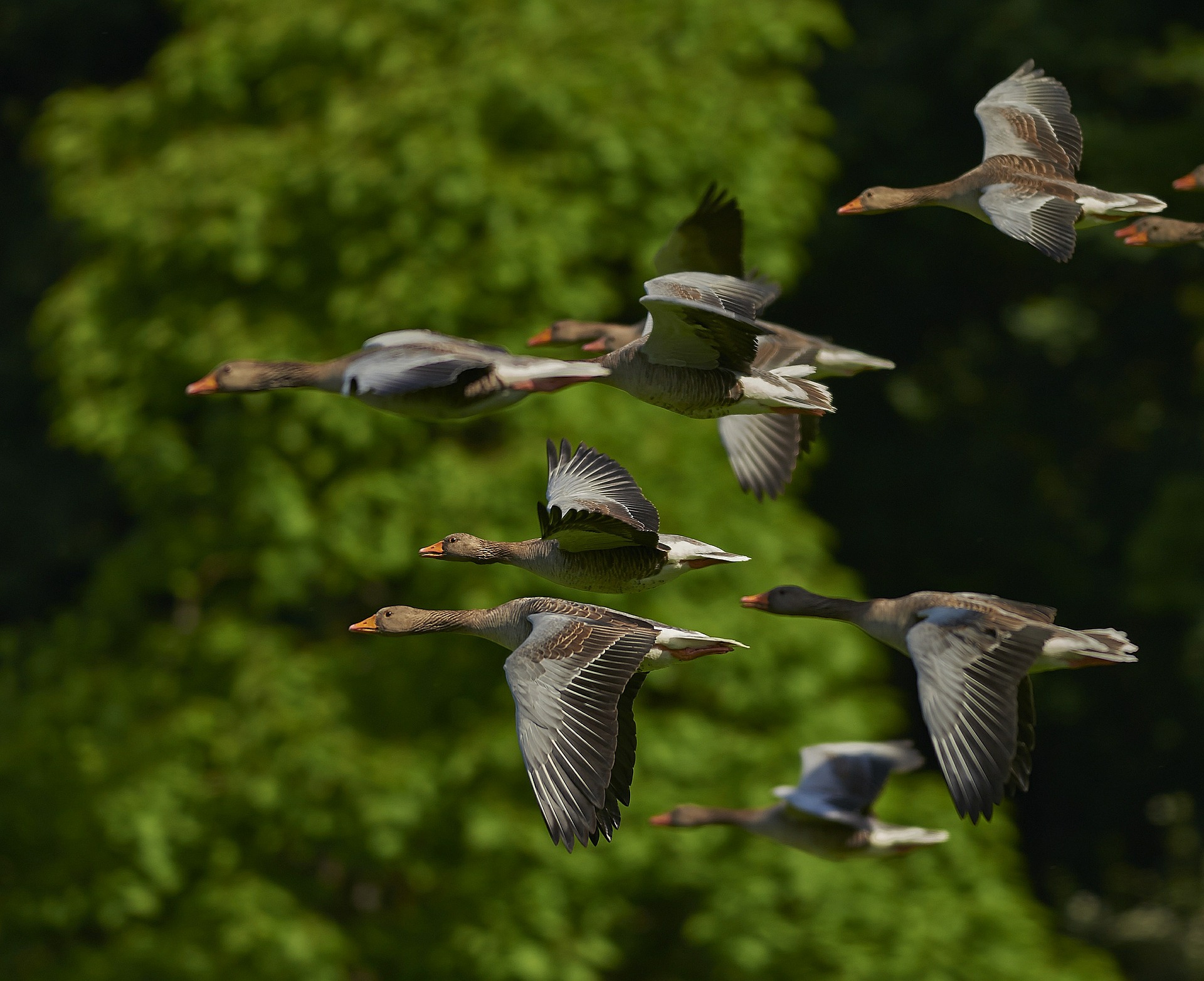 flock-of-birds-350290_1920.jpg