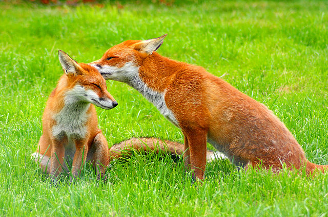 640px-Red_Fox_(Vulpes_vulpes)_-British_Wildlife_Centre-8.jpg
