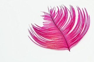 feather-842114_640.jpg