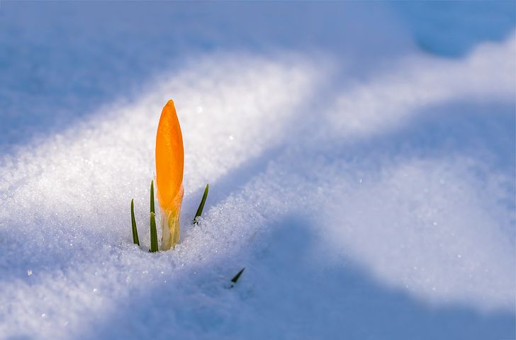 spring-awakening-3132112__480.jpg