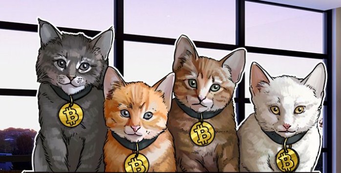 cat bitcoin.jpg