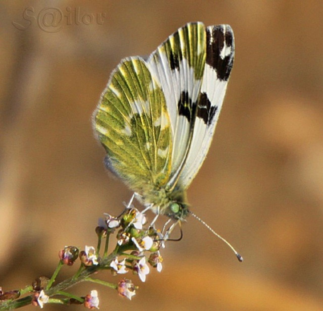 Bath-White-Butterfly-600x578.jpg