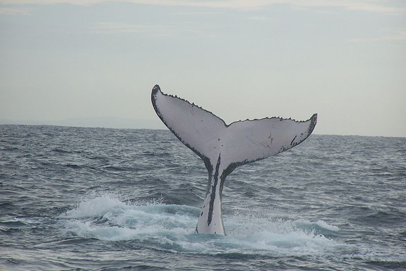 800px-Humpback_whale_fluke_(2).jpg