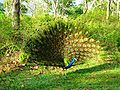 120px-Peacock_at_Mudumalai-C.jpg