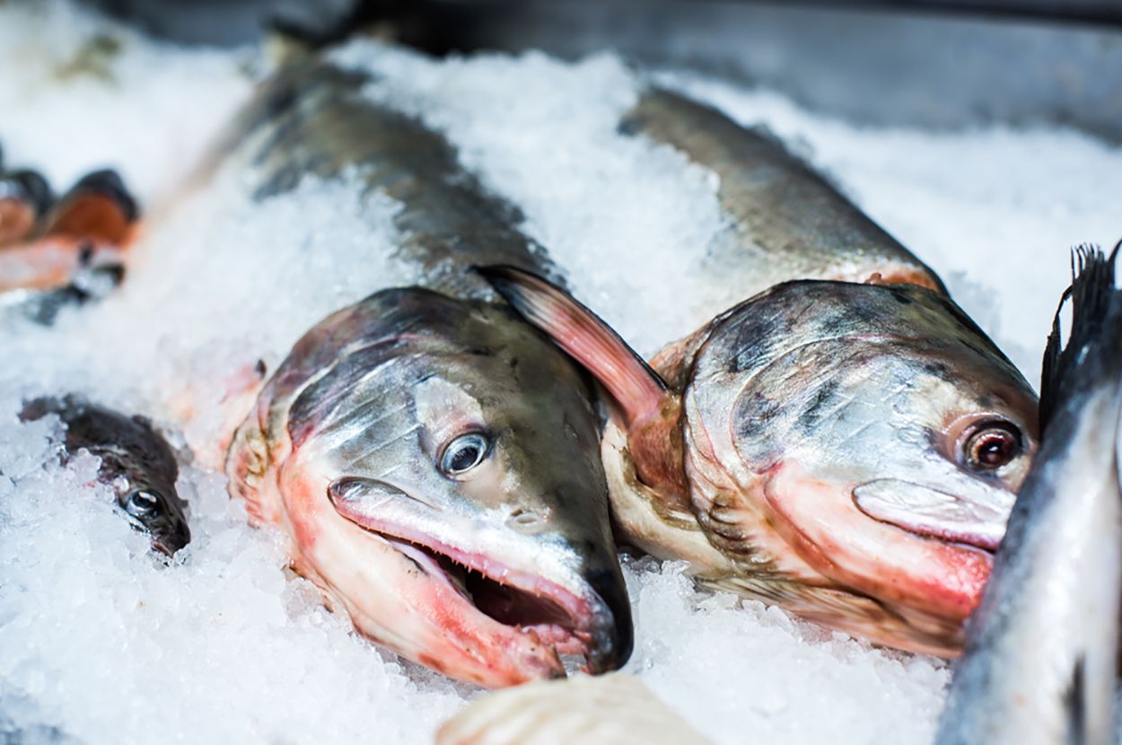 shutterstock_604917791 frozen fish.jpg