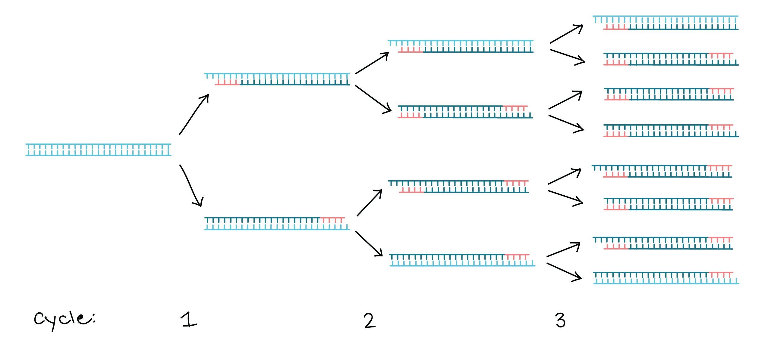 First 3 cycles of PCR.png