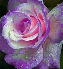 4 flower.jpg