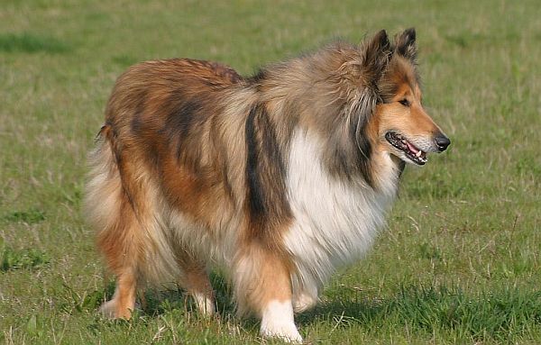 collies.jpg