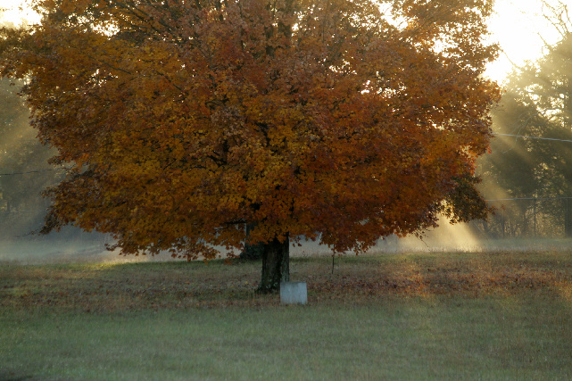 treeinfog.jpg