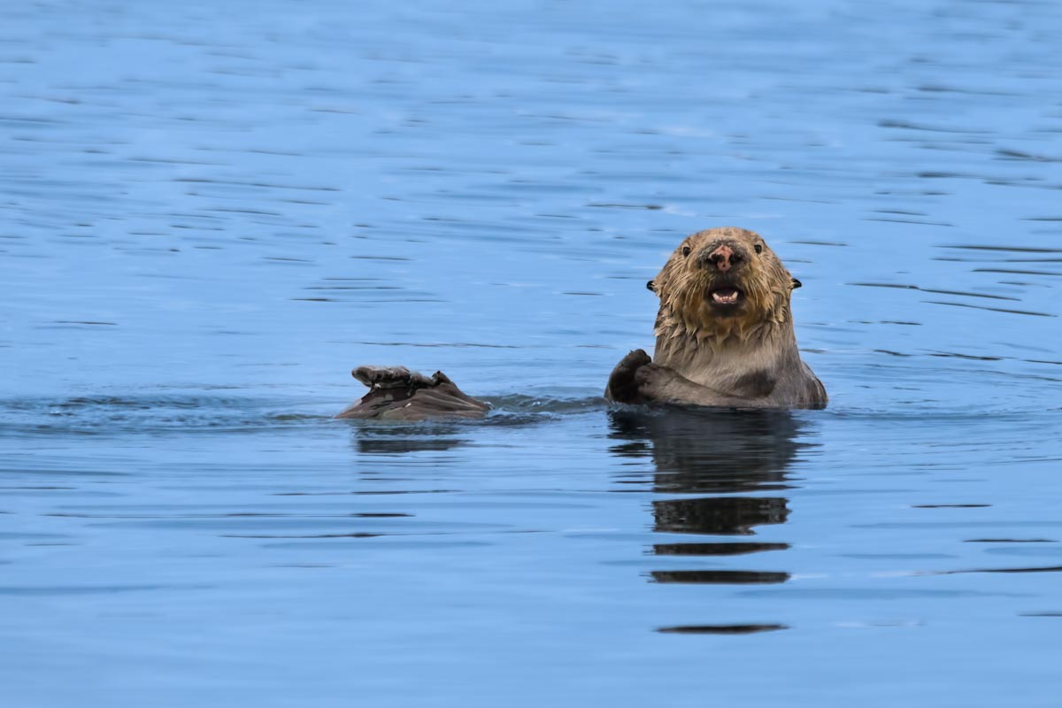 Otter at Elkhorn Slough.jpg