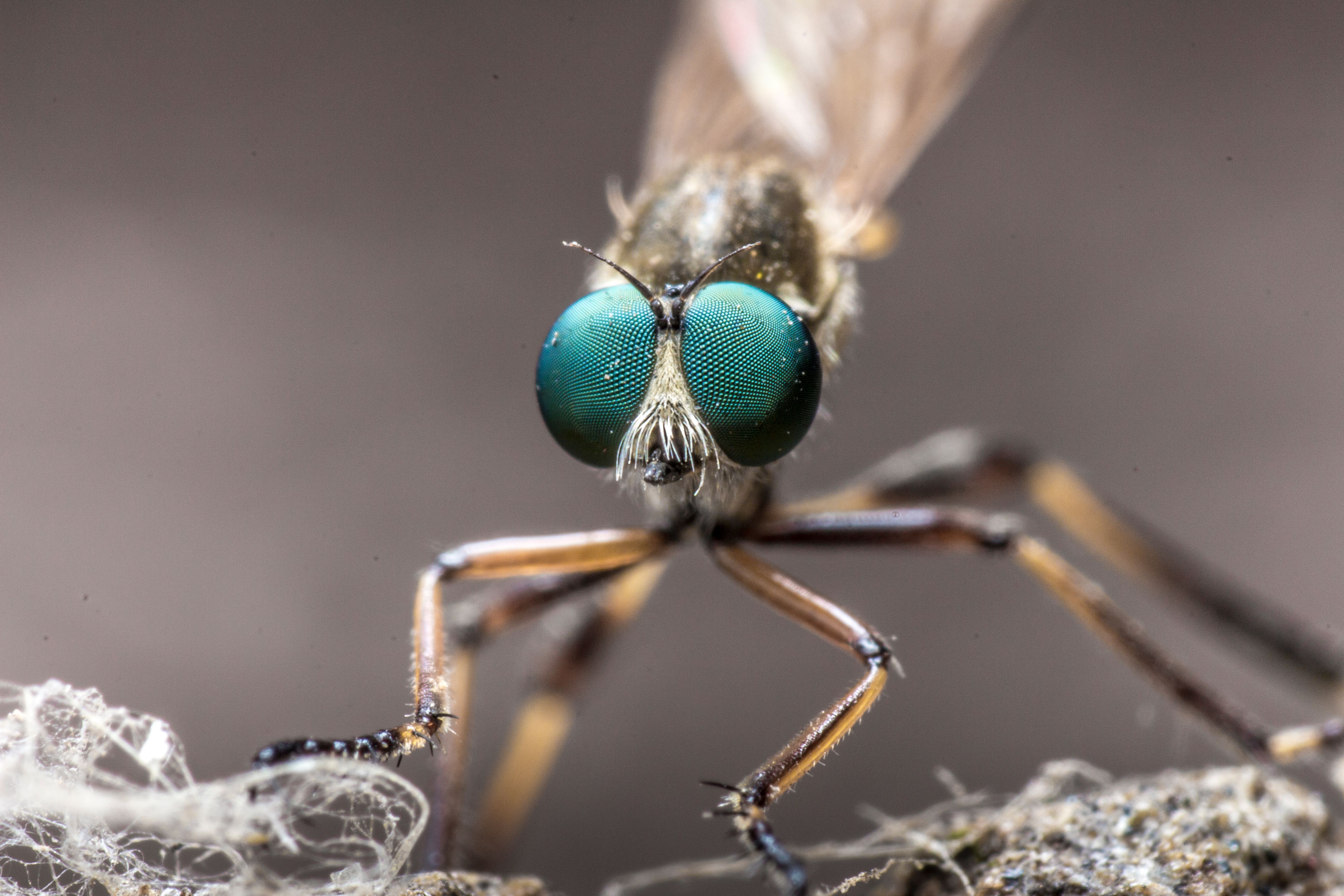 robber fly.jpg