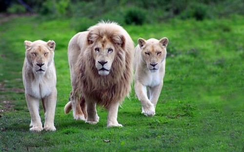 Lion-White.jpg