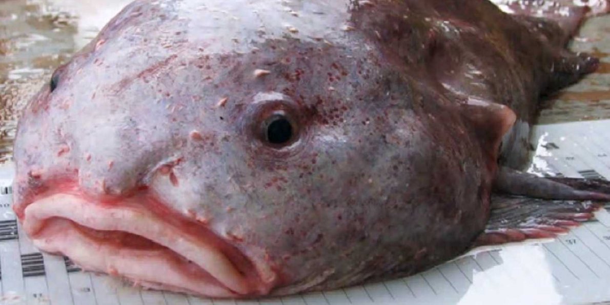 this-blobfish-businessinsider.jpg