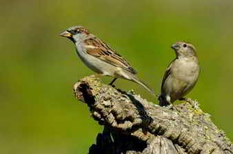 soñar-pajaros.jpg