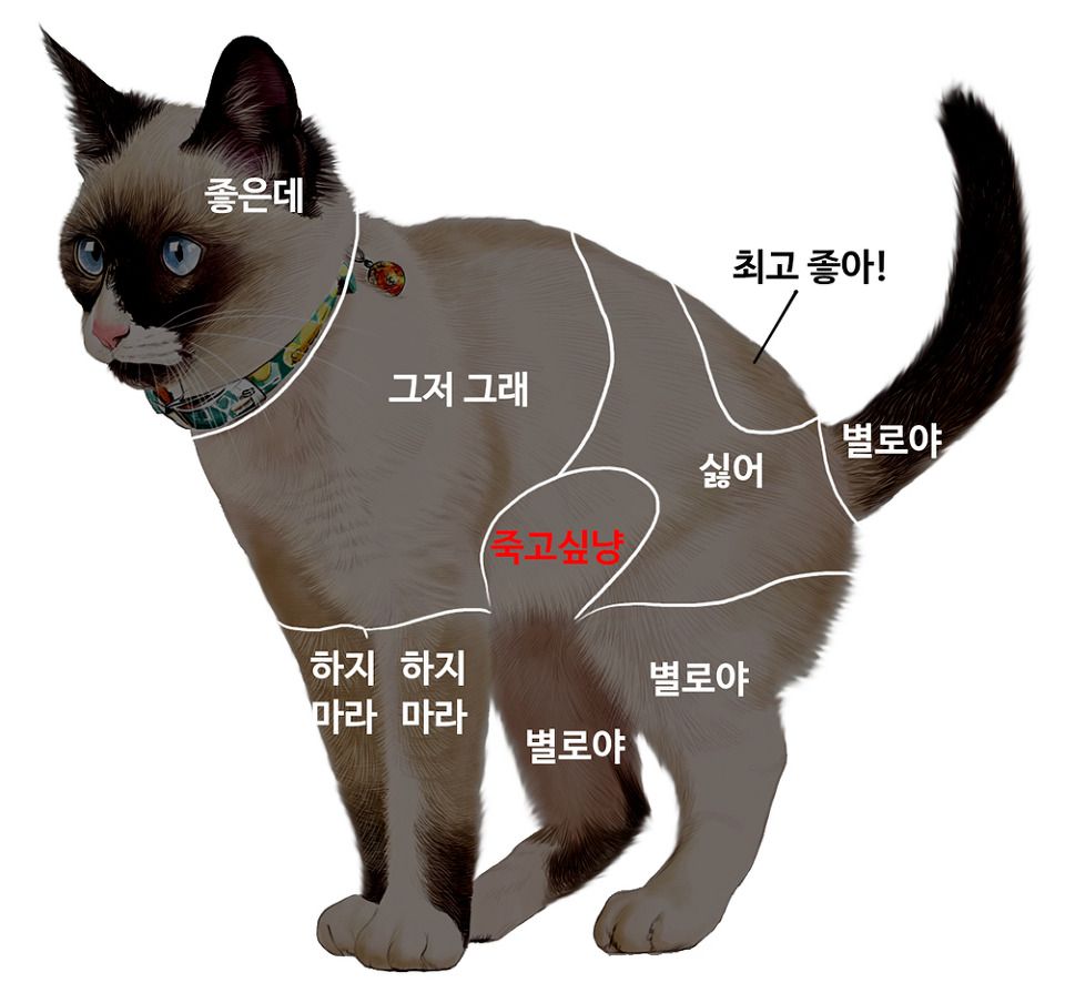 고양이터치.jpg