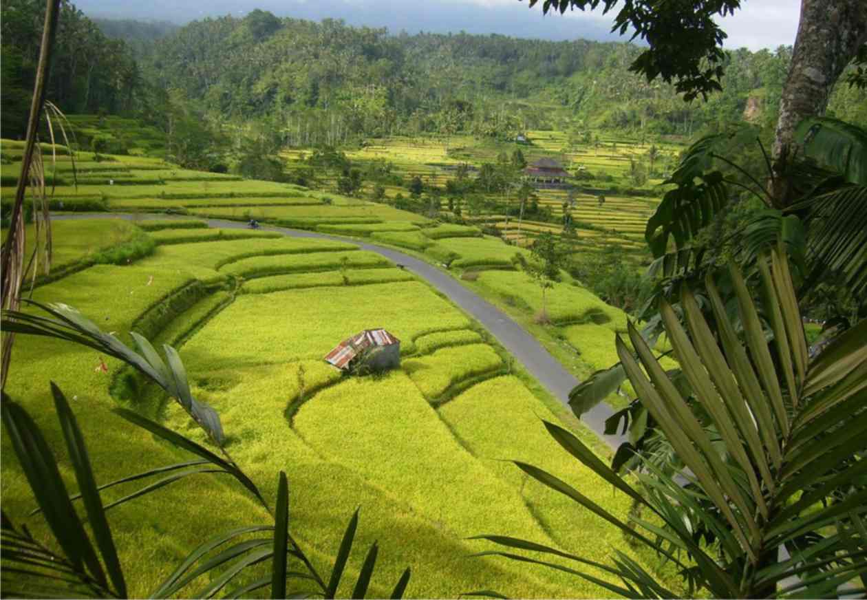 jatiluwih.rice_.fields.jpg