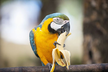 parrot-eating-banana-fruit-diet-food_opt.jpg