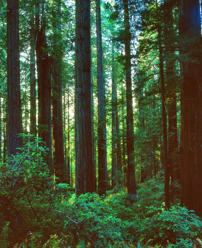 redwoods 7x5.jpg