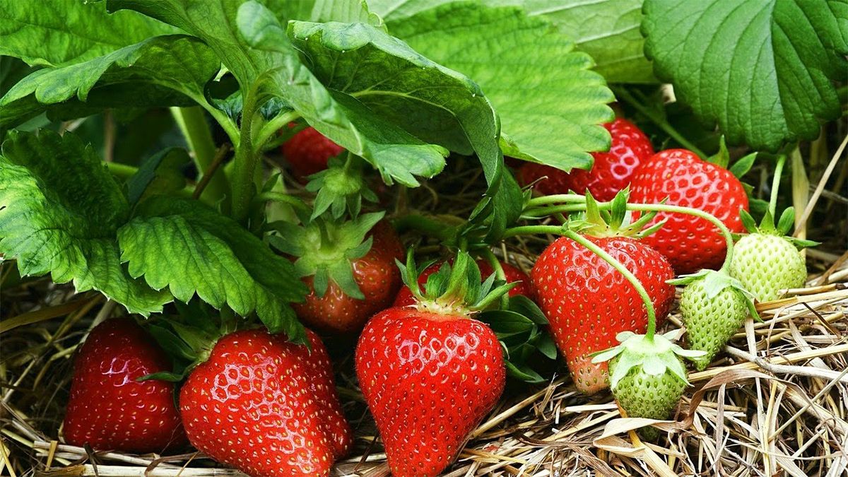 strawberriesmain.jpg