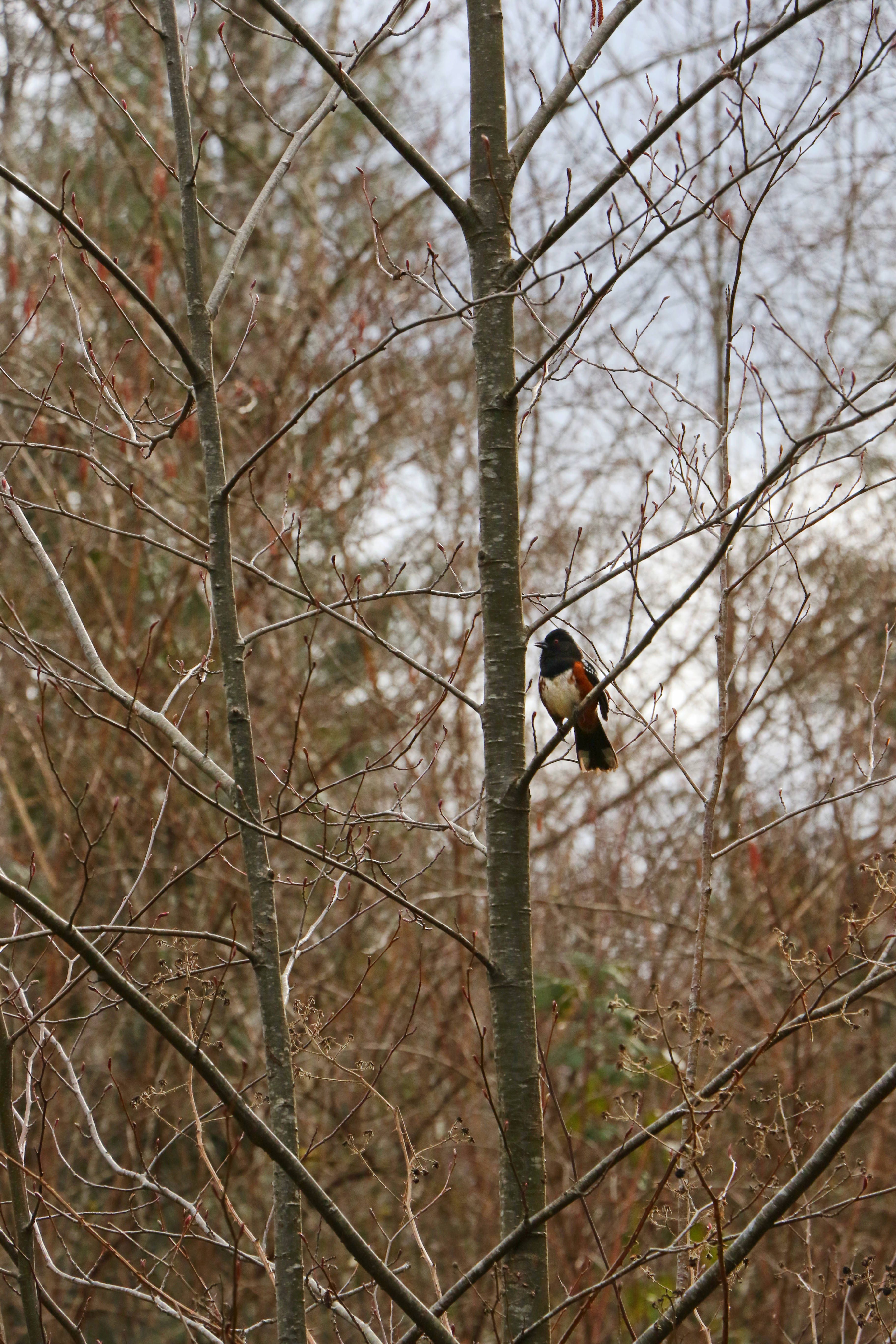 Spotted Towhee 2.jpg