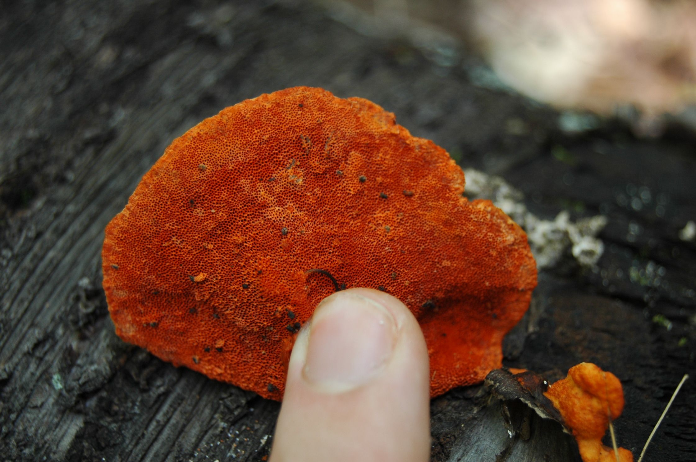 cinnabar_polypore01.JPG