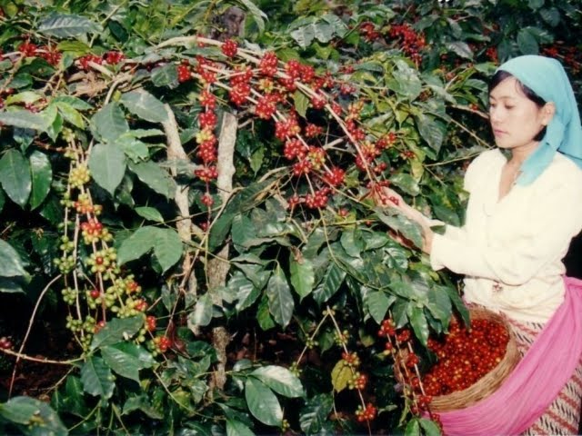 pemetikan-buah-kopi.jpg