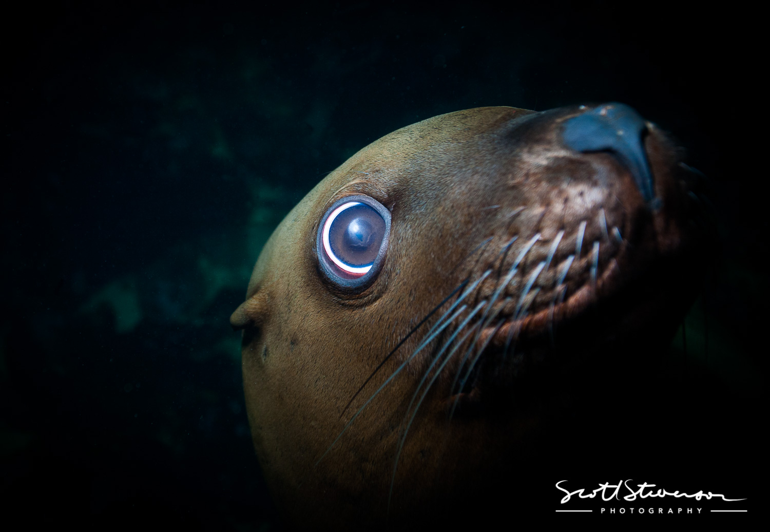 Stellar Sealion-12.jpg