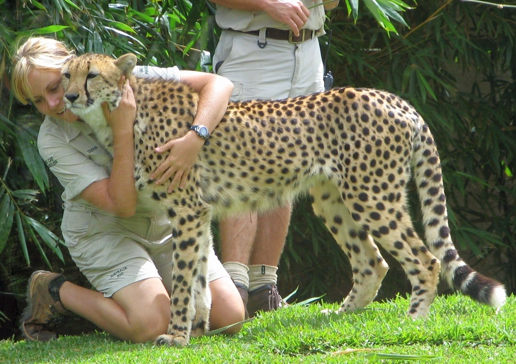 Australia_Zoo_cheetah_and_zookeepers.jpg